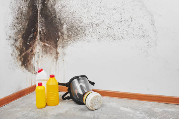 Best Health and Safety Mold Remediation in Fullerton, NE