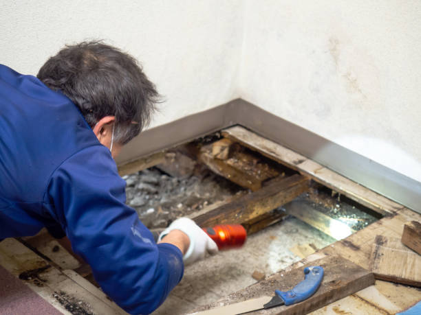 Best Black Mold Remediation in Fullerton, NE