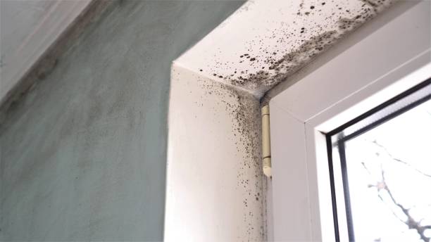 Best Industrial Mold Remediation in Fullerton, NE