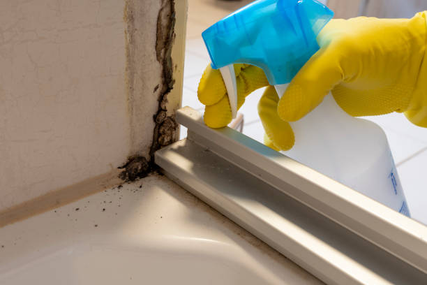 Best Mold Testing and Inspection Services in Fullerton, NE