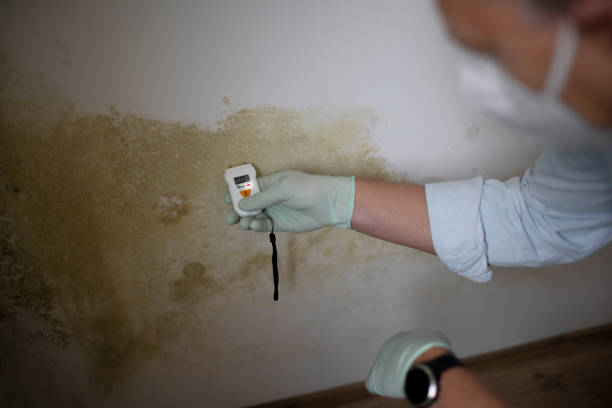 Reliable Fullerton, NE Mold Remediation Solutions
