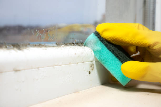 Best Kitchen Mold Remediation in Fullerton, NE