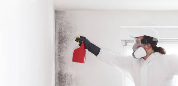 Best Residential Mold Remediation in Fullerton, NE