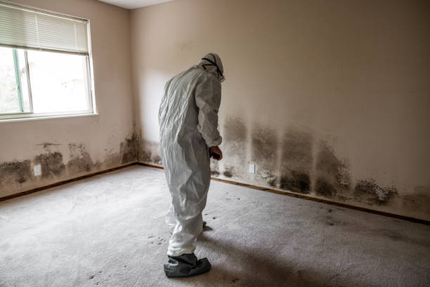 Best Post-Flood Mold Remediation in Fullerton, NE