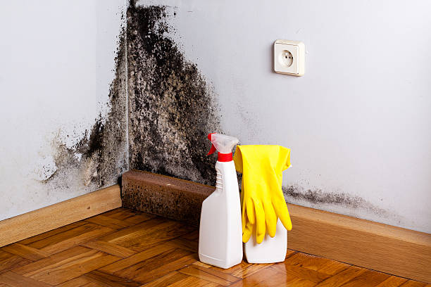 Best White Mold Remediation in Fullerton, NE