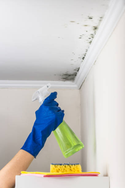 Best Mold Remediation for Specific Building Types in Fullerton, NE